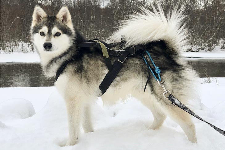 Alaskan Klee Kai