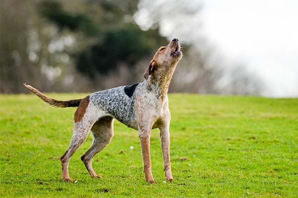 American English Coonhound