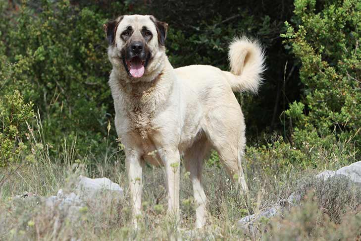 Anatolian Shepherd Dog