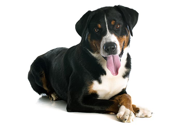 Appenzeller Sennenhund