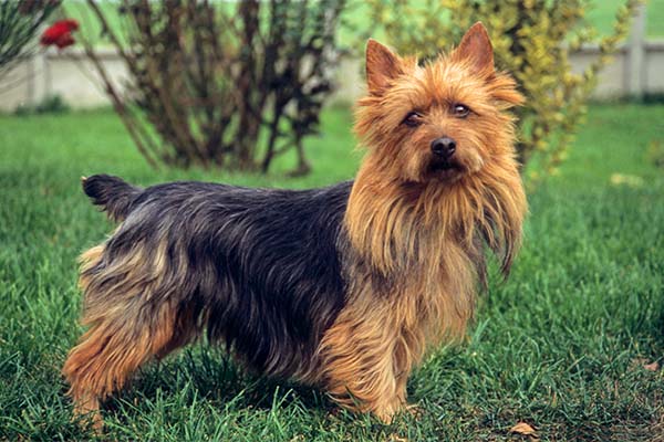Australian Terrier