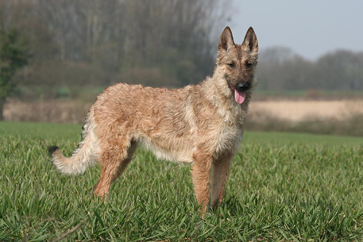Belgian Laekenois