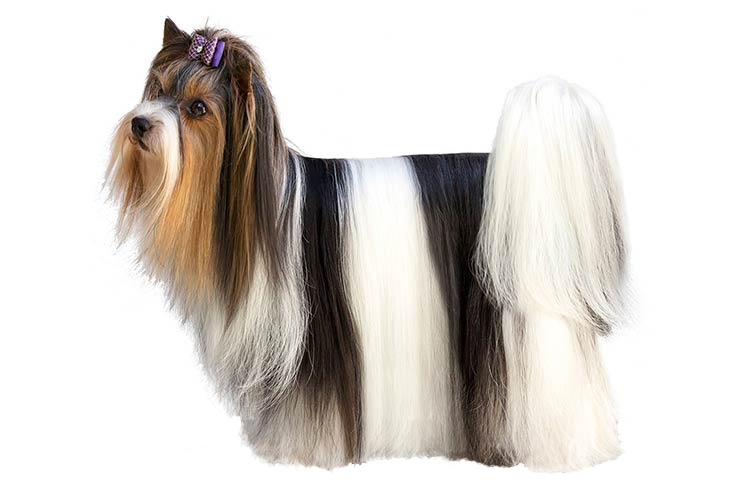 Biewer Terrier