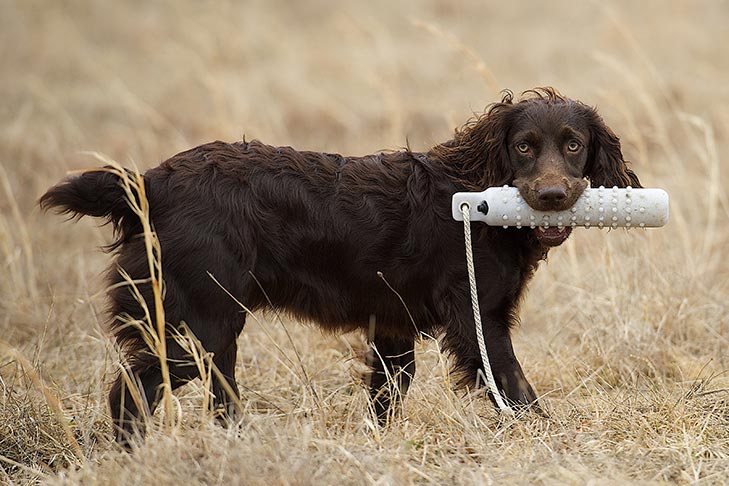 Boykin Spaniel