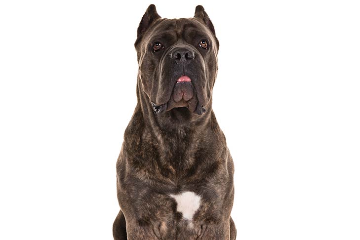 Cane Corso