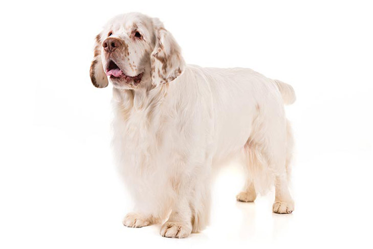 Clumber Spaniel