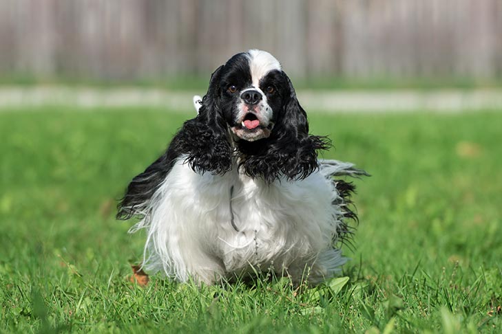 Cocker Spaniel