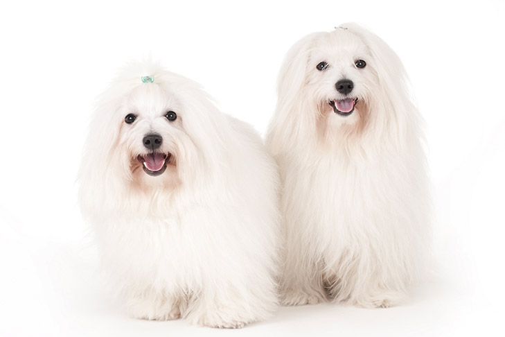Coton de Tulear