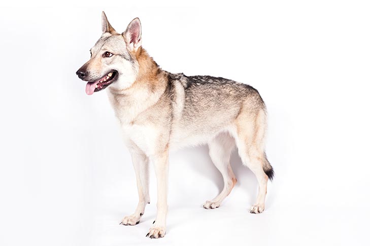 Czechoslovakian Vlcak