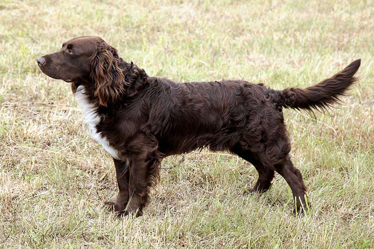 Deutscher Wachtelhund