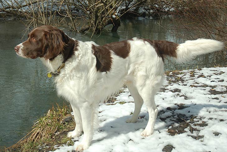 Drentsche Patrijshond