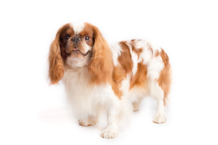 English Toy Spaniel