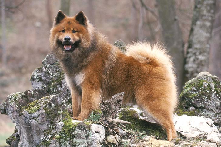 Eurasier
