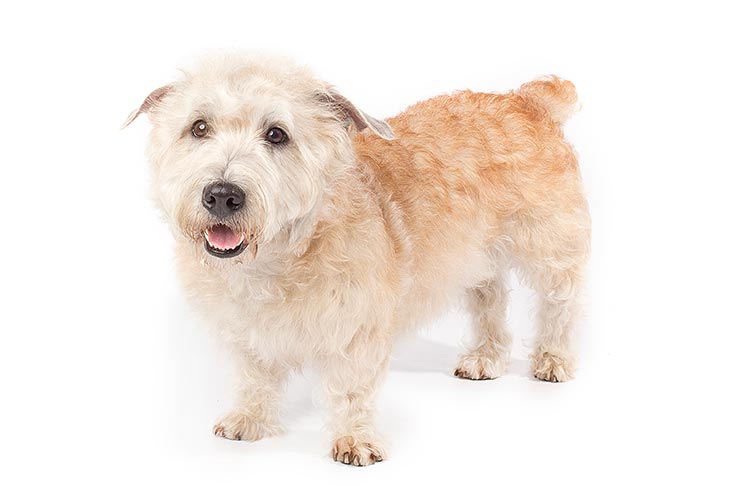 Glen of Imaal Terrier