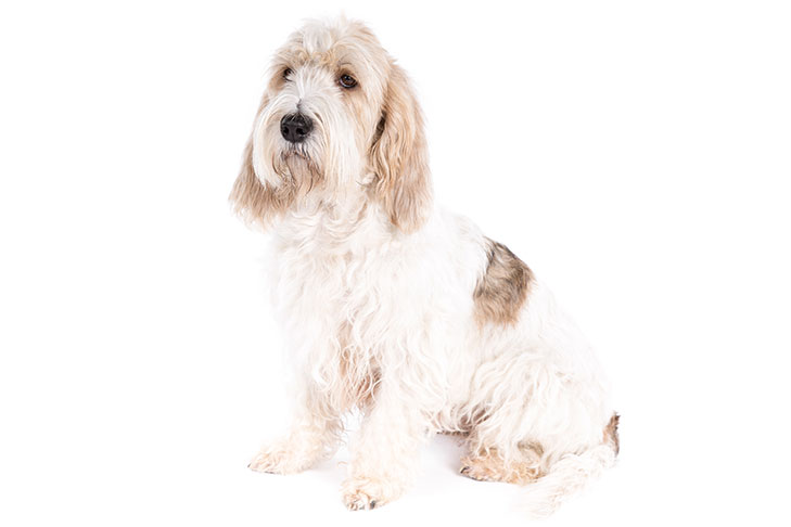 Grand Basset Griffon Vendéen