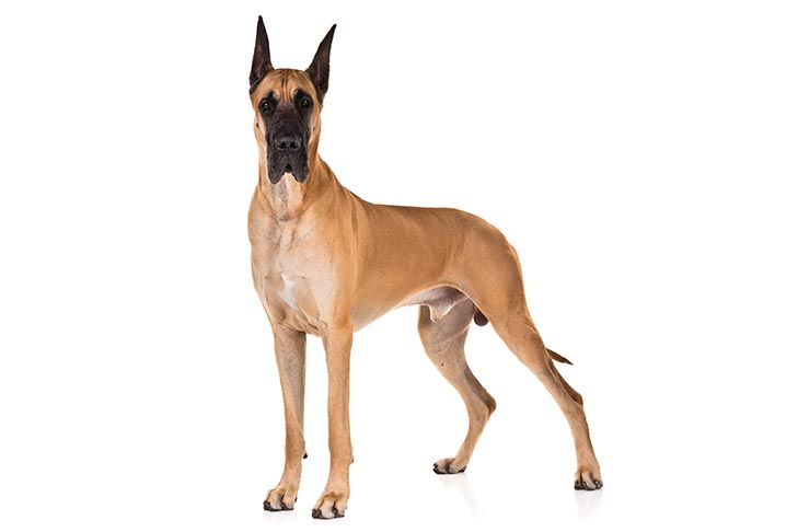 Great Dane