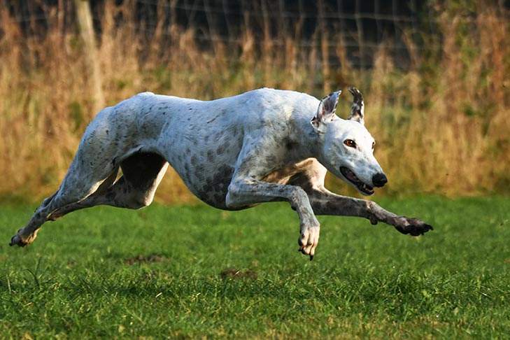 Greyhound