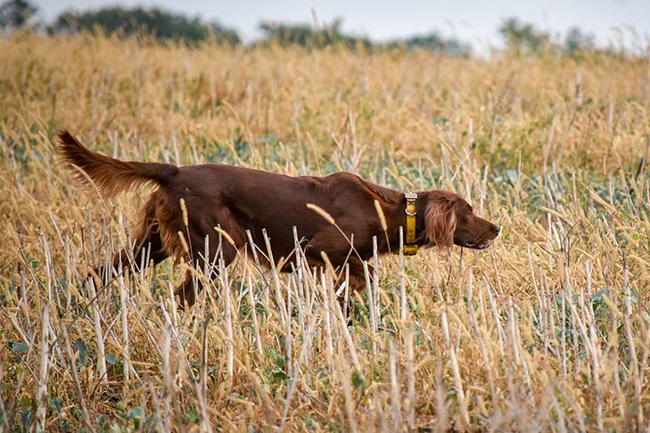 Irish Setter