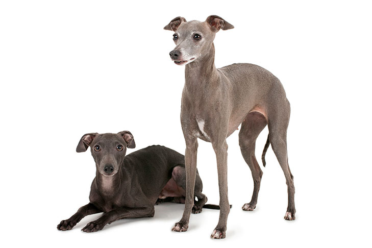 Italian Greyhound