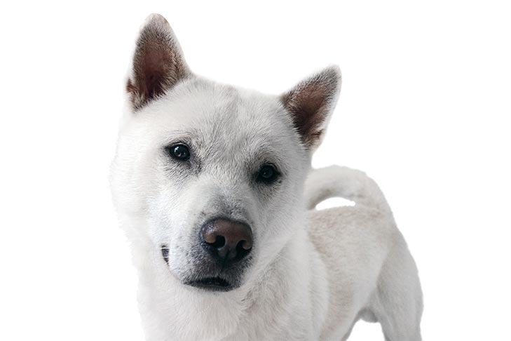 Kishu Ken