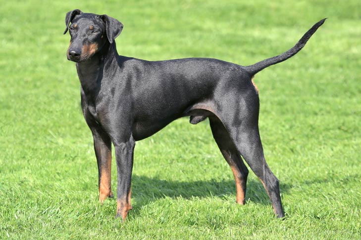 Manchester Terrier (Standard)
