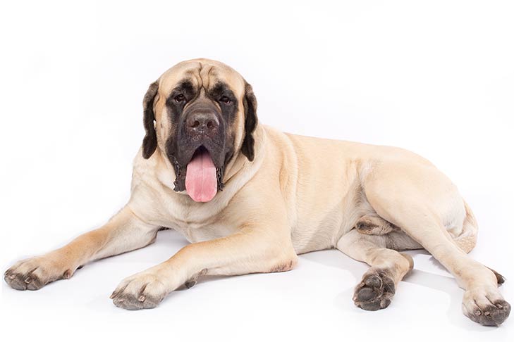 Mastiff