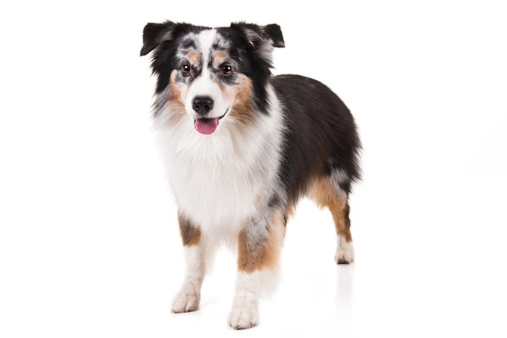Miniature American Shepherd