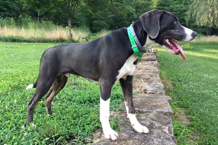 Mountain Cur