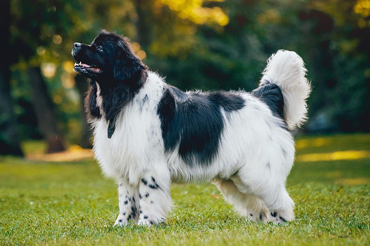 Newfoundland