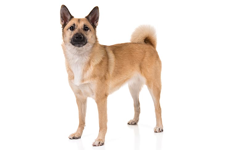 Norwegian Buhund