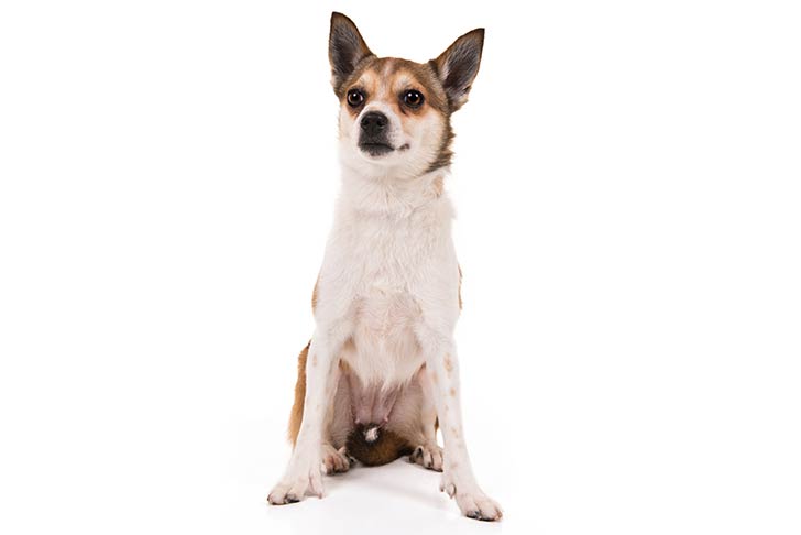 Norwegian Lundehund