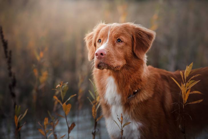 Nova Scotia Duck Tolling Retriever