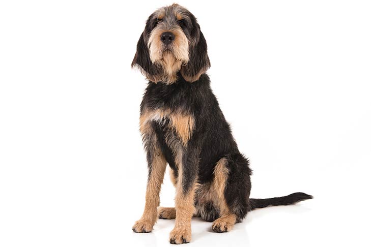 Otterhound