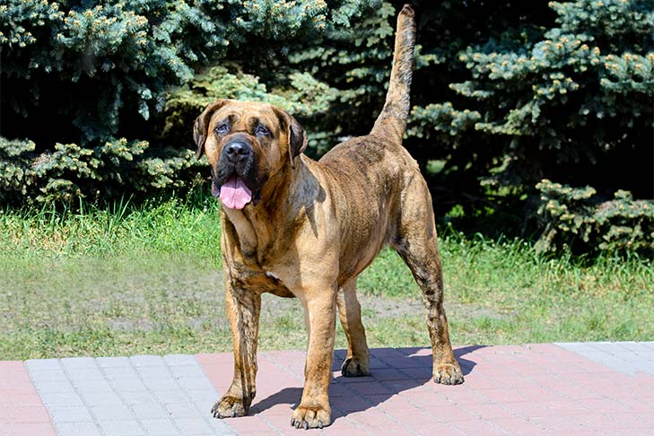 Perro de Presa Canario