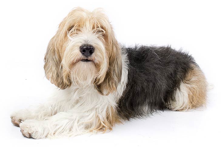 Petit Basset Griffon Vendéen