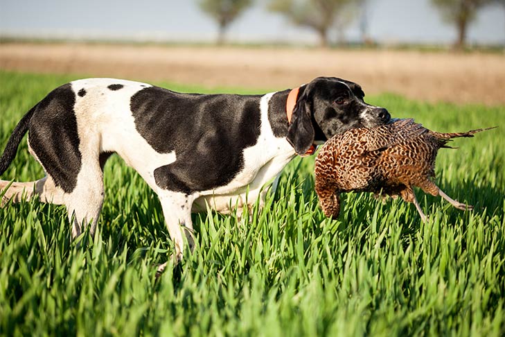 Pointer