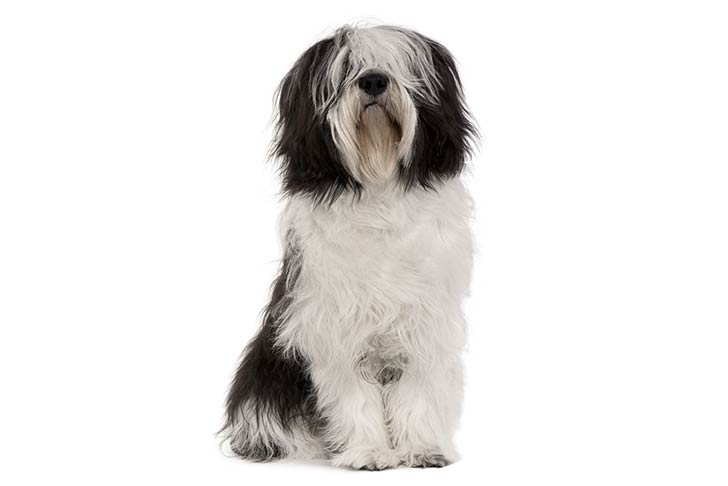 Polish Lowland Sheepdog