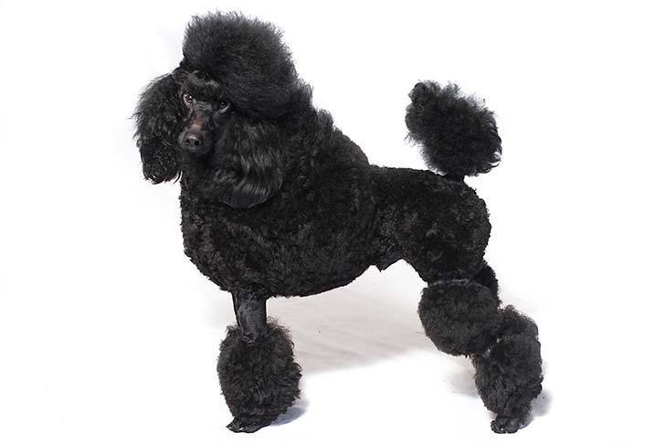 Poodle (Miniature)