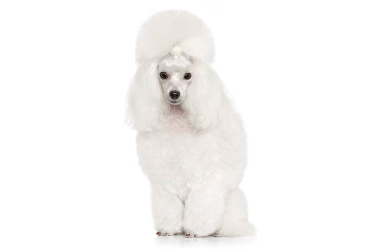 Poodle (Toy)