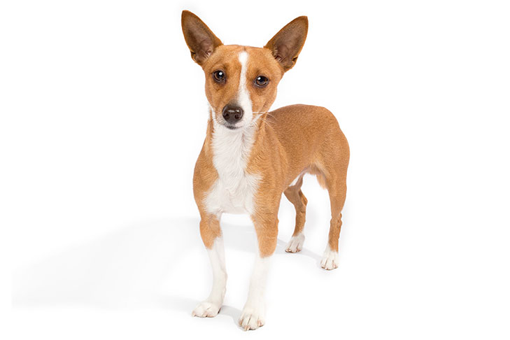 Portuguese Podengo Pequeno