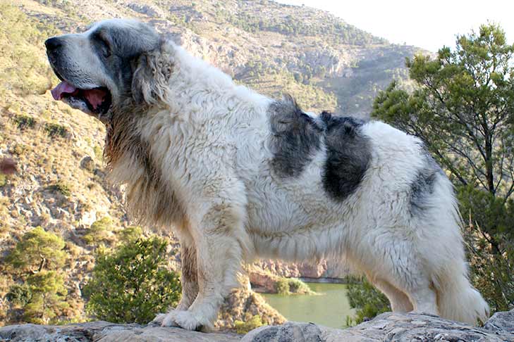 Pyrenean Mastiff