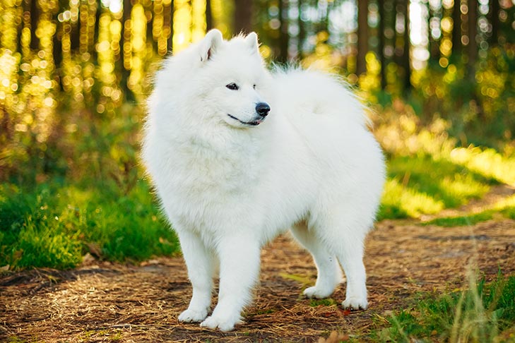 Samoyed