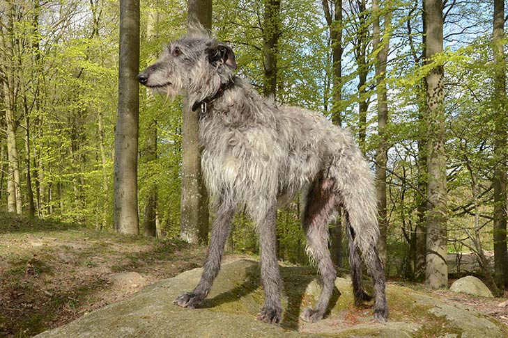 Scottish Deerhound