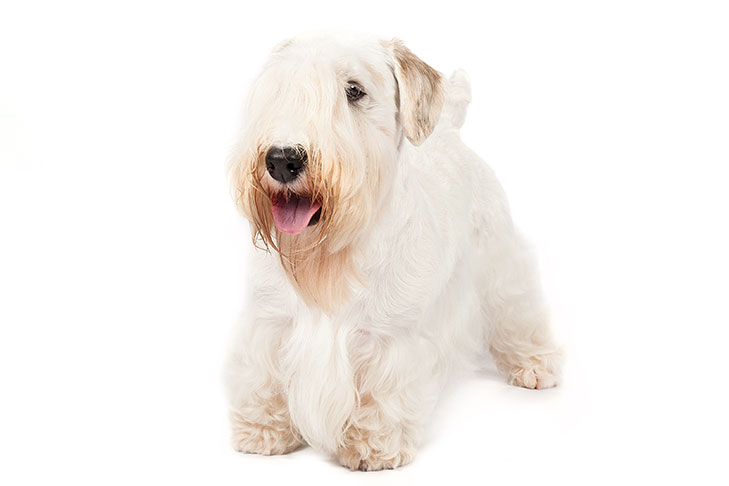 Sealyham Terrier