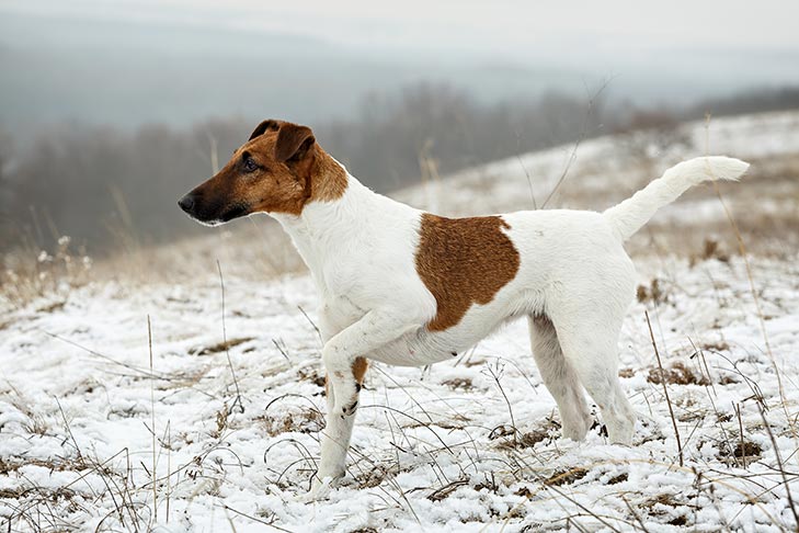 Smooth Fox Terrier