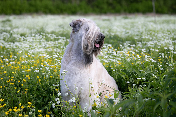 Soft Coated Wheaten Terrier