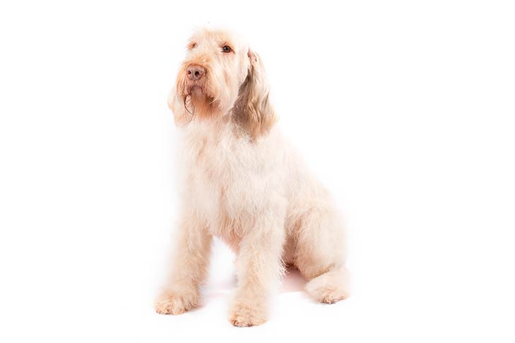 Spinone Italiano