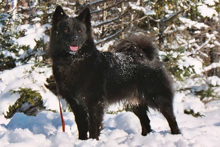 Swedish Lapphund