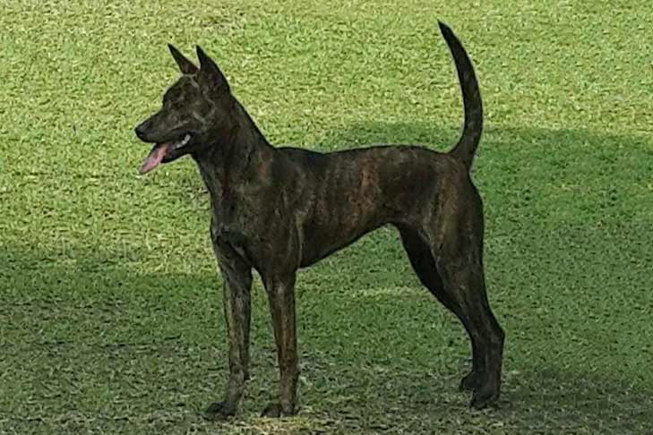 Taiwan Dog