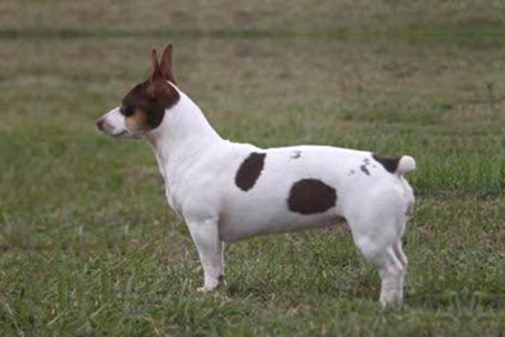 Teddy Roosevelt Terrier